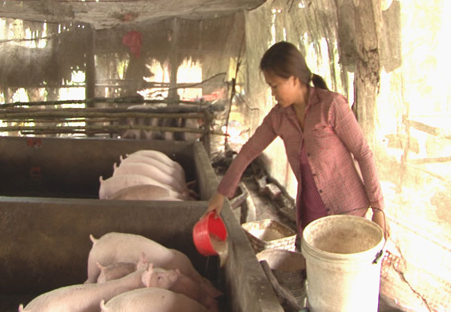 Mô hình chăn nuôi giúp chị em phụ nữ thoát nghèo.